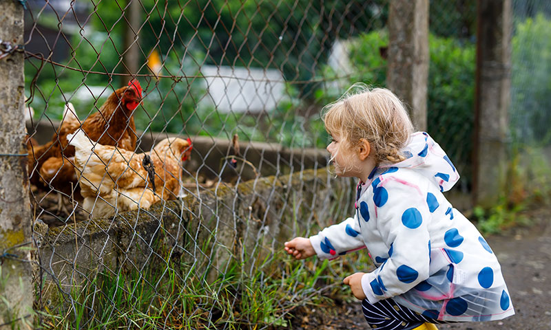 Little girl looking at roosters.